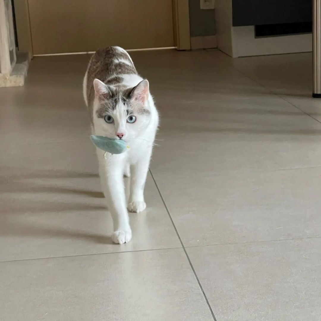 Mini Plush Cat Toys Soft Interactive Pet Stuffed Animals