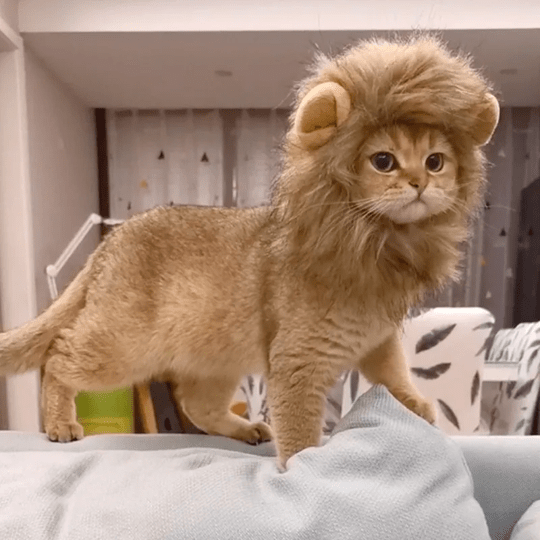 Cat Costume Lion Mane Wig for Cats Pet Dress Up