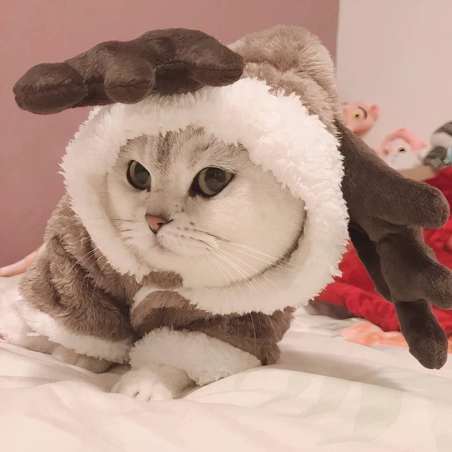Fleece Cat Costume Cozy Pet Outfit Warm Cat Clothes