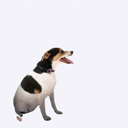 Car Dog Barrier for Vehicle Safety and Pet Containment