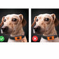 Dog Paw Pattern Anti Bark Collar Adjustable Training Collar for Dogs