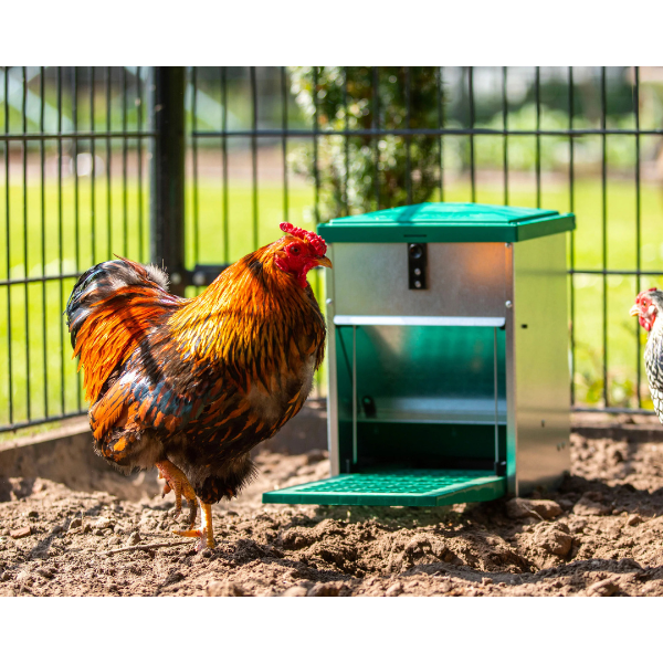 Adjustable Automatic Chicken Feeder 5lbs Pest Resistant Poultry Feed Dispenser