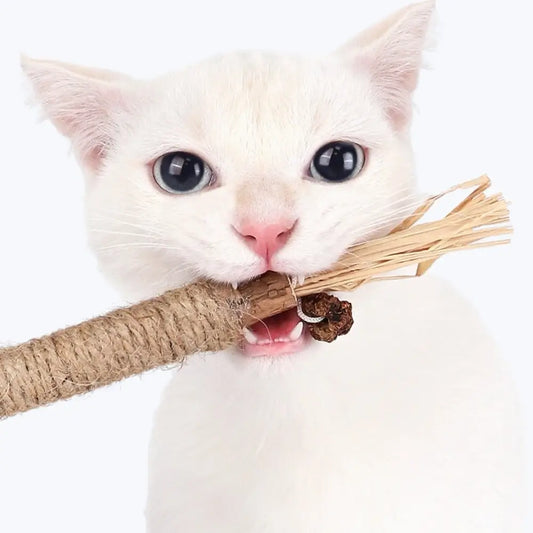 Matatabi Cat Dental Care Natural Teeth Cleaning Supplement
