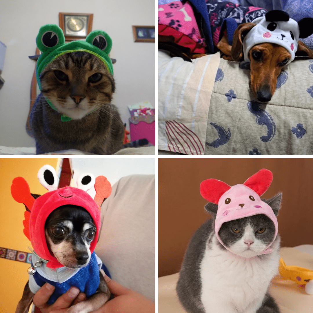 Animal Shaped Cat Hat Cute Pet Costume Accessory for Cats