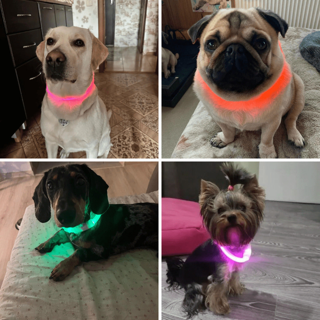 LED Dog Collar Rechargeable Safety Light Up Collar for Night Walks Visible Pet Collar