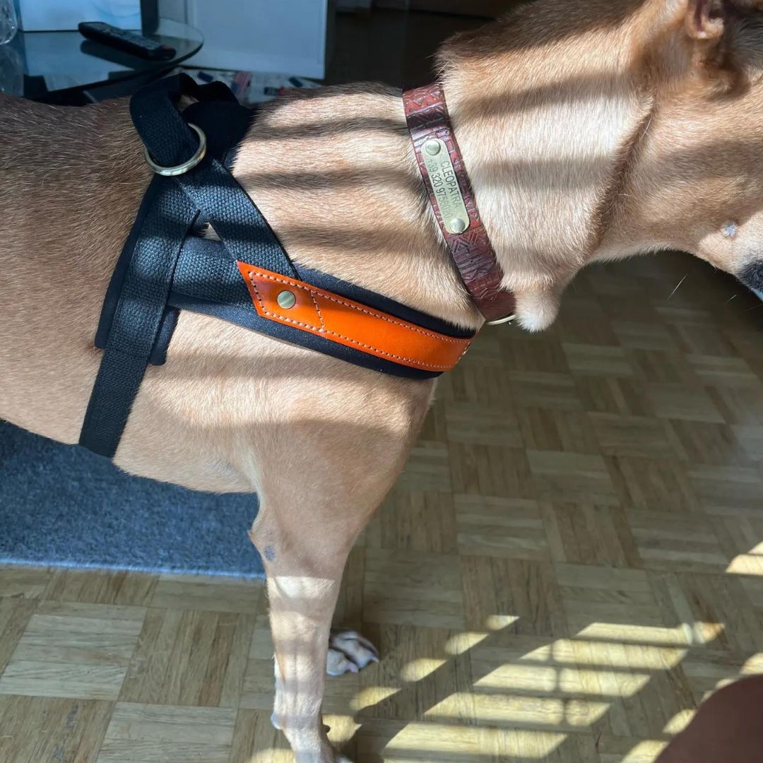 T Harness Dog Leash Adjustable No Pull Comfortable Pet Walking Harness