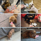 Mini Cat Plush Toys 2nd Edition