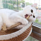 Matatabi Cat Dental Care Natural Teeth Cleaning Supplement