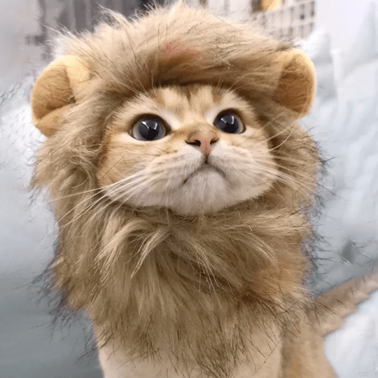 Cat Costume Lion Mane Wig for Cats Pet Dress Up