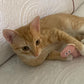Mini Plush Cat Toys Soft Interactive Pet Stuffed Animals