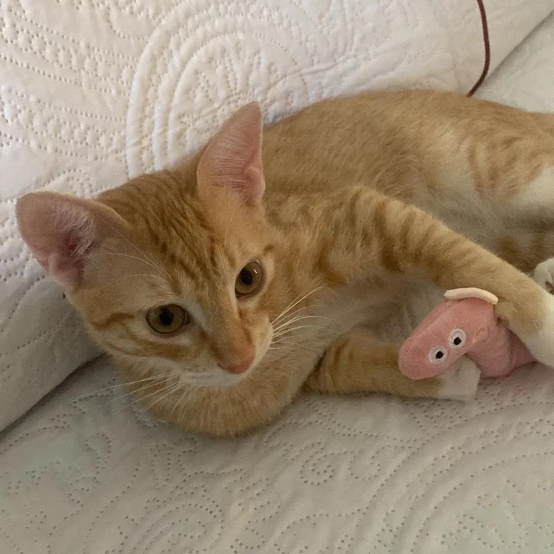 Mini Plush Cat Toys Soft Interactive Pet Stuffed Animals