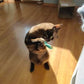 Mini Plush Cat Toys Soft Interactive Pet Stuffed Animals