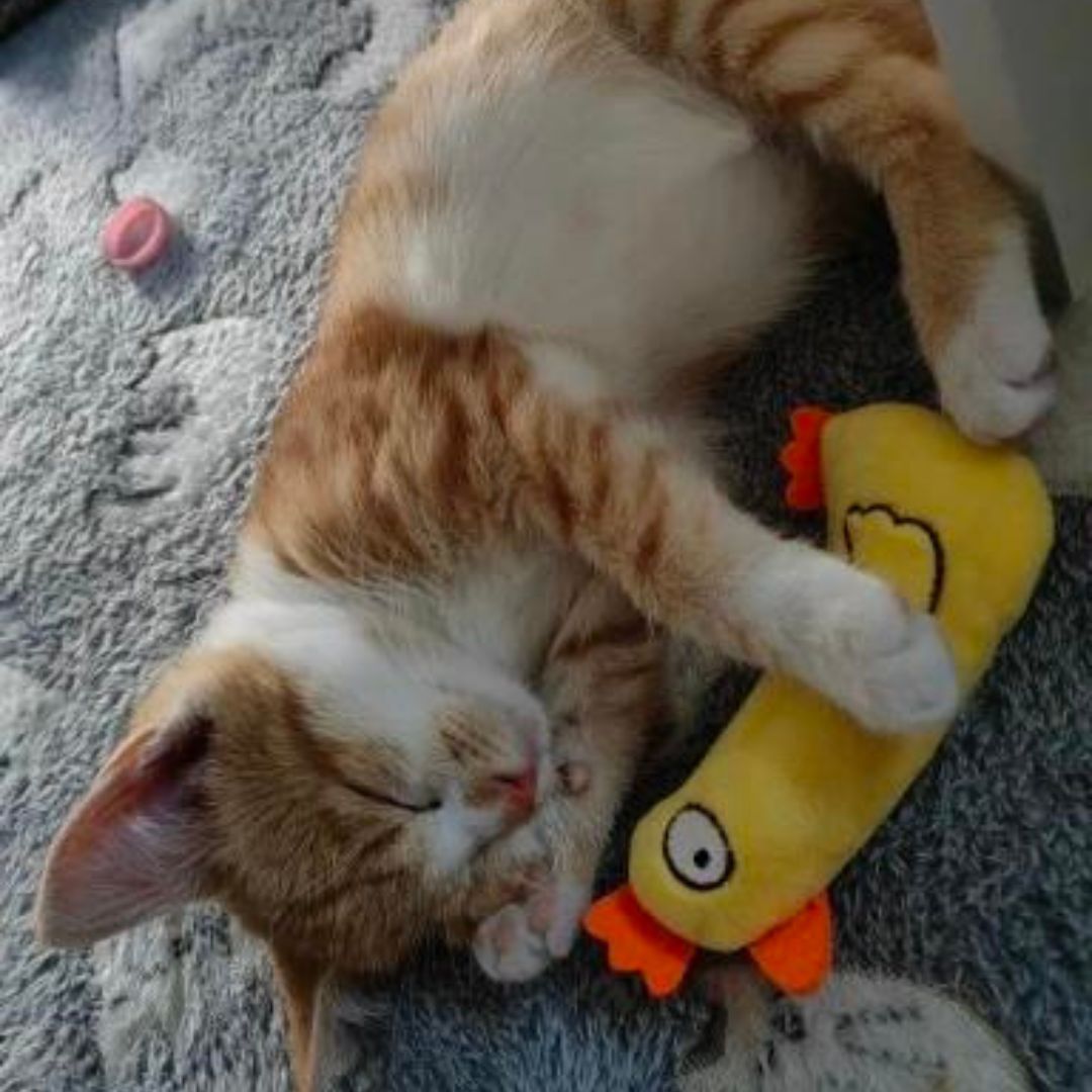 Mini Plush Cat Toys Soft Interactive Pet Stuffed Animals