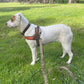 T Harness Dog Leash Adjustable No Pull Comfortable Pet Walking Harness