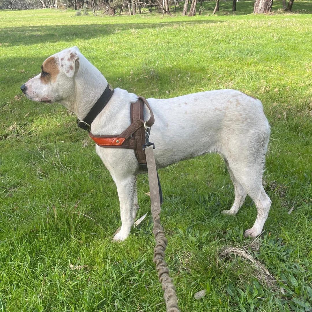 T Harness Dog Leash Adjustable No Pull Comfortable Pet Walking Harness