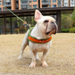 T Harness Dog Leash Adjustable No Pull Comfortable Pet Walking Harness
