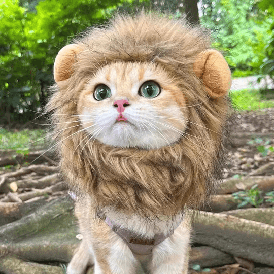 Cat Costume Lion Mane Wig for Cats Pet Dress Up